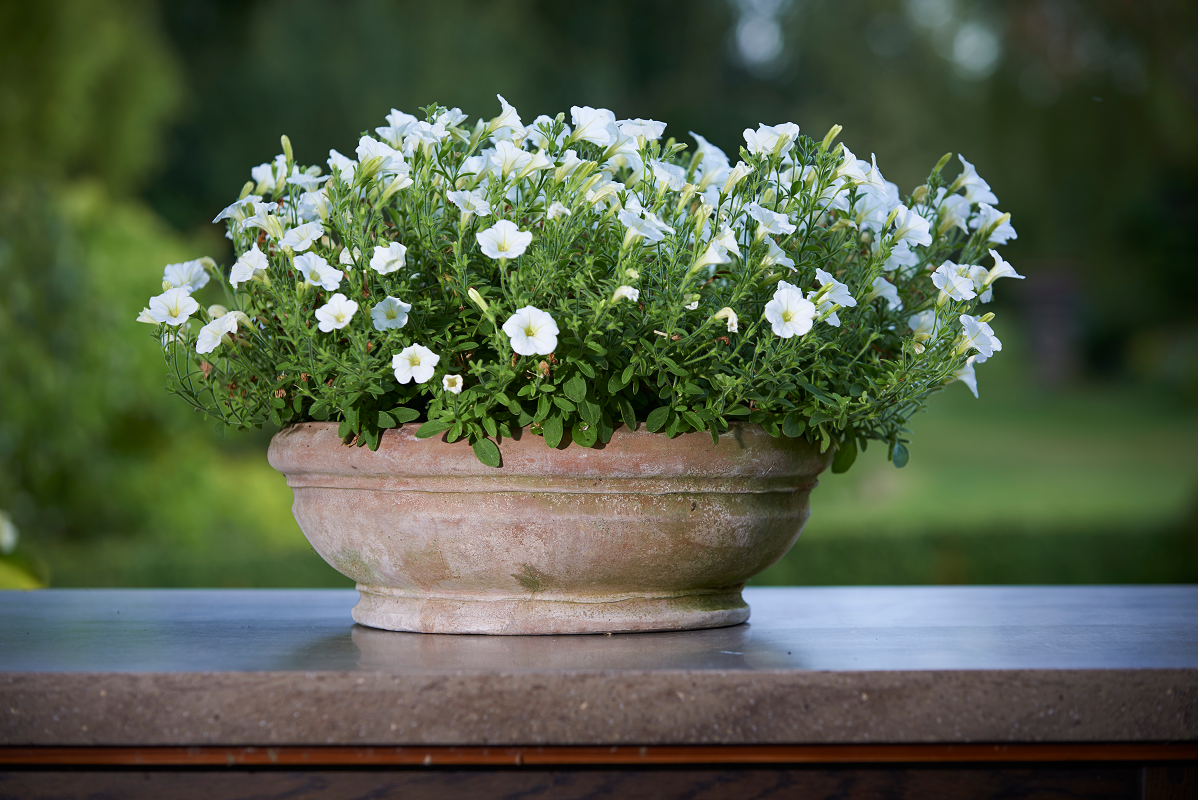 imcb_macetas_artesanales_tectona_30702_23215629.png (1200×800)